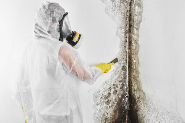 Best White Mold Remediation in Palmyra, NJ