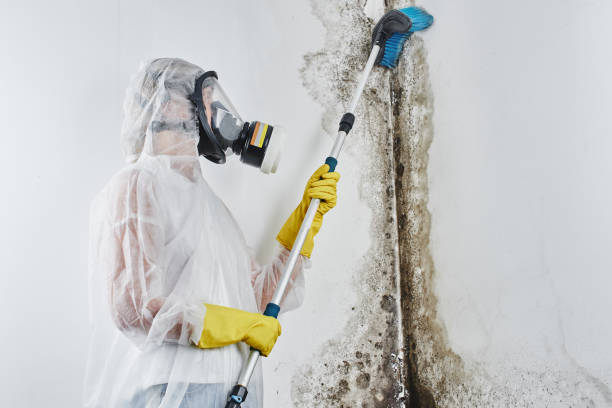 Best Insurance-Related Mold Remediation in Palmyra, NJ